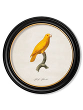 C.1800 Collection of Parrots 2 in Round Frames