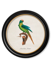 C.1800 Collection of Parrots 2 in Round Frames