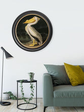 C.1838 Audubon's Birds of America in Round Frame