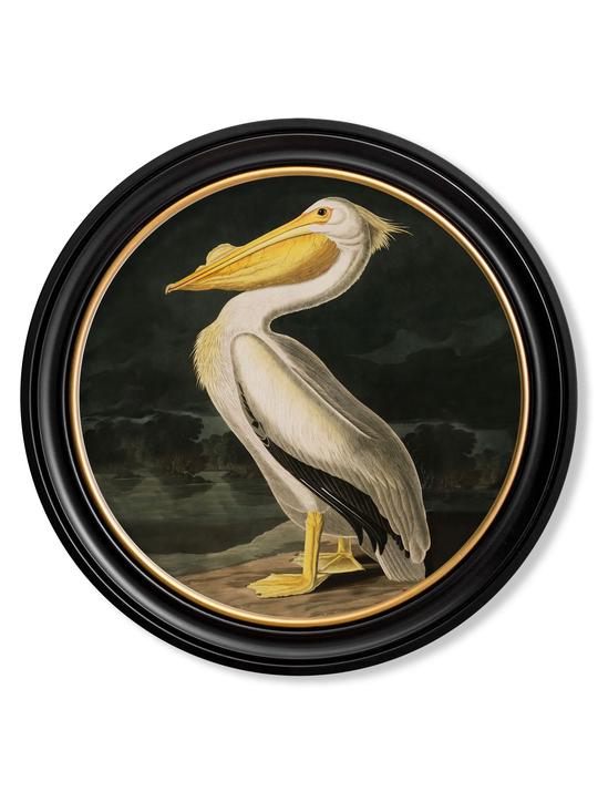 C.1838 Audubon's Birds of America in Round Frame