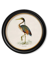 C.1870 Wading Birds in Round Frame