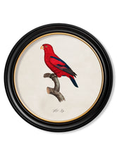 C.1800 Collection of Parrots 2 in Round Frames