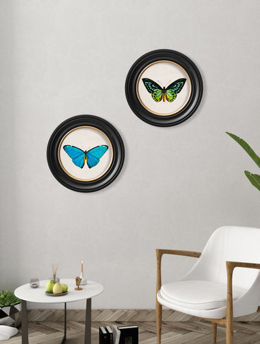 C.1836 Tropical Butterflies in Round Frames