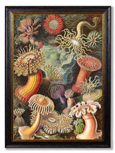 C.1904 Ernest Haeckel Flora