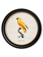 C.1800 Collection of Parrots 2 in Round Frames