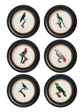 C.1800 Collection of Parrots 1 in Round Frames
