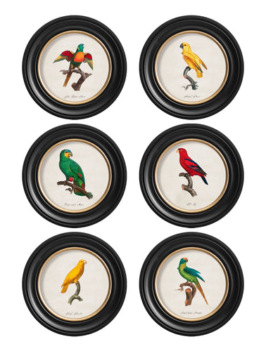 C.1800 Collection of Parrots 2 in Round Frames