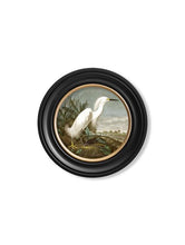 C.1838 Audubon's Herons in Round Frame