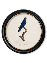 C.1800 Collection of Parrots 1 in Round Frames