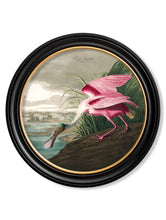 C.1838 Audubon's Birds of America in Round Frame