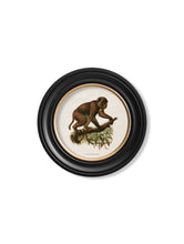 C.1910 Collection of Primates in Round Frame