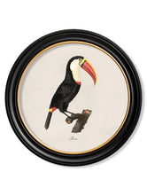 C.1809 Toucans in Round Frame