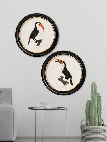 C.1809 Toucans in Round Frame