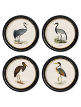 C.1870 Wading Birds in Round Frame