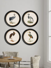 C.1870 Wading Birds in Round Frame