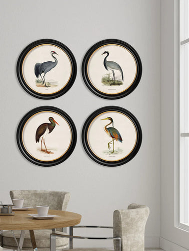 C.1870 Wading Birds in Round Frame