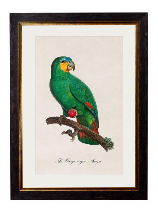 C1800. Collection of Parrots