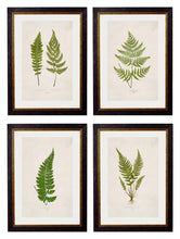 C.1846 Collection of British Ferns