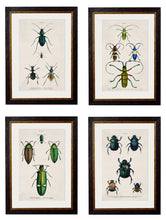 C1836. Studies of Beetles