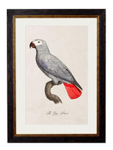 C1800. Collection of Parrots