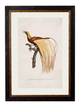 C.1809 Birds of Paradise