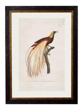 C.1809 Birds of Paradise