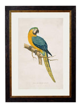 C.1884 Collection of Macaws