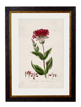 C.1837 British Flowering Plants