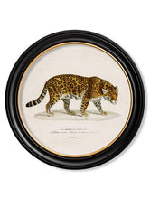 C.1836 Jaguar in Round Frame