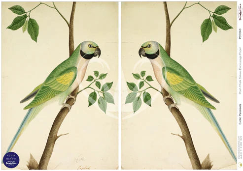 A1 Exotic Parakeets Rice Paper