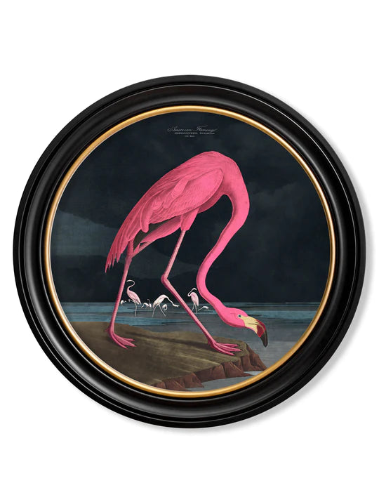 C.1838 Audubon's Dark Flamingo in Round Frame