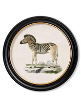 C.1836 Zebra in Round Frame