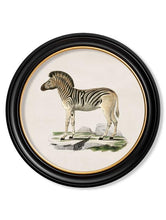 C1836. Zebra in Round Frame