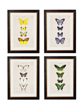 C1835. Collection of Butterflies