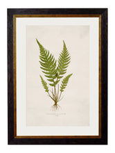C.1846 Collection of British Ferns