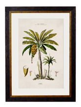 C.1843 Studies of South American Palm Trees