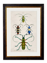 C1836. Studies of Beetles