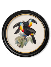 C.1848 Toucans in Round Frame