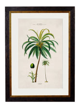 C.1843 Studies of South American Palm Trees