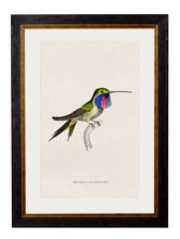 C1833 Hummingbirds