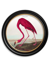 Bold flamingo art work. Framed in a statement round black frame 