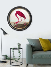 Audubon's Flamingo in a large black round frame