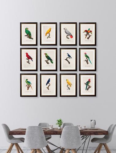 C.1800 Collection of Parrots