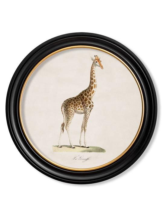 C.1836 Giraffe in Round Frame