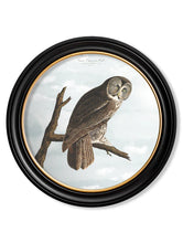 C.1838 Audubon's Owls in Round Frame