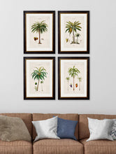 C.1843 Studies of South American Palm Trees