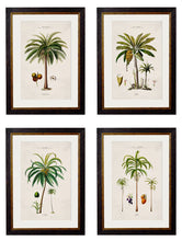 C.1843 Studies of South American Palm Trees