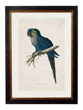 C.1884 Collection of Macaws