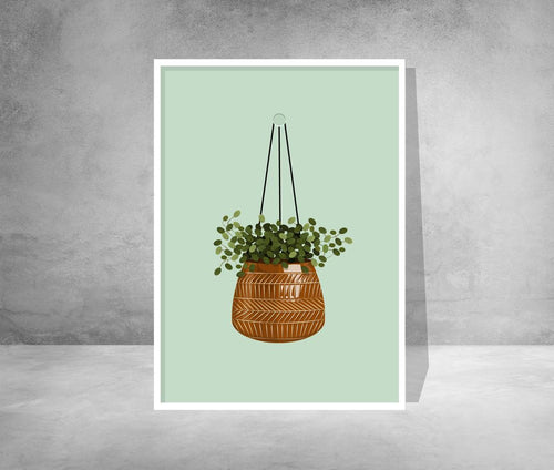 Trailing Jade Plant in Patterned Pot Print