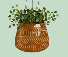 Trailing Jade Plant in Patterned Pot Print